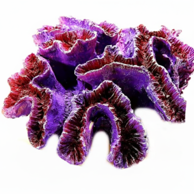 Image for choice number 1